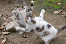 They aren't creative in their violence however so if they want to kill they will go for a bite to the throat or the spine. Do Your Cats Fight After Veterinary Visits Nova Cat Clinic Arlington Va Cat Only Veterinarian Hospital