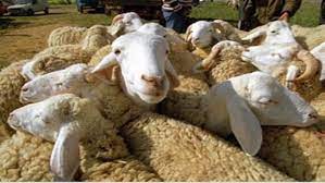 La tradition veut que soit servi pour repas un animal sacrifié. Eid Al Adha 2021 Center For Astronomy Announces Date