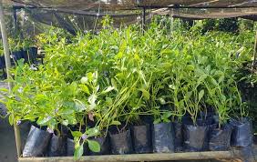 Image result for Stachytarpheta indica
