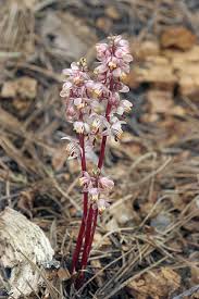 Image result for Alectra picta