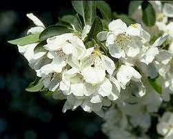 In new england, full sun produces the most berries and best fall color. Tattoo With Crab Apple Blossoms Orange Blossoms And A Bee Or Two Spring Snow Crabapple White Flowering Trees Flowering Crabapple