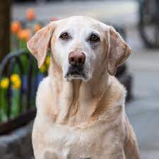 Fenway Labrador Retriever 10 Y O Perry Washington St New York Ny I Always Knew I Wanted A Jeep And A Yellow L Labrador Retriever York Dog Retriever