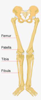 Check spelling or type a new query. Lower Portion Of A Human Skeleton Leg Bones Labeled Transparent Png 600x732 Free Download On Nicepng