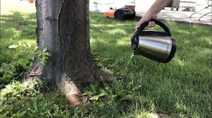 Maybe you would like to learn more about one of these? 4 Ways To Care For Your Lawn Chas Crazy Creations