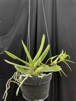 Image result for Cyrtorchis arcuata