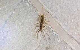 Black And Yellow Millipede North Carolina Centipede Identification Prevention Centipedes In Charlotte Nc
