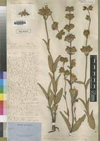 Image result for Melasma calycinum