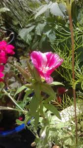 Pin On From A Lidl Bumper Seed Pack