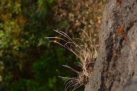 Image result for Tripogon