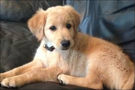 Suwanee Goldendoodles Goldendoodle F1b Goldendoodle Goldendoodle Puppy