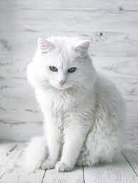 Comics about/featuring kittens are an exception to preferably, comments should be about kittens, not people. 150 Wonderful Names For White Cats And Kittens
