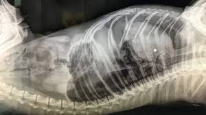 Getting the best bb gun for either teaching your child how to shoot, chasing squirrels, or just having the best bb gun means having fun shooting as well as pest control. Dachshund Named Buddy Dies After Being Shot With Bb Gun In Long Beach Abc7 New York