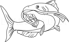 And it will teach you to draw the fish very easily. How To Draw A Catfish Step By Step Drawing Guide By Dawn Dragoart