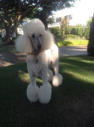 Maybe you would like to learn more about one of these? Trained Puppies For Sale Georgia The Y Guide