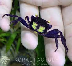 Geosesarma Bogorensis Crabe Vampire Mauve A Dos Jaune Koral Factory