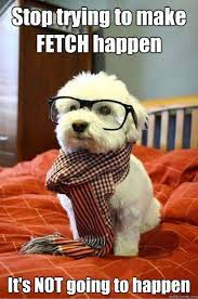 Totally My Frankie He Would Not Fetch Miss That Little Guy Cute Animal Photos Adorable Cute Animals Animals
