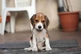 Forgot one good name for a good name for a beagle is river and is 7 months old and it's one of the cutest puppy and can be a handful. Pin On Dogs