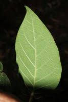 Image result for Rogiera