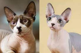 Saat sedang stres, pembuluh darah dalam tubuh kucing tidak berjalan dengan baik sehingga dapat membuat mereka murung dan bulu. Kucing 101 5 Jenis Kucing Tanpa Bulu Yang Cocok Kalau Kamu Alergi