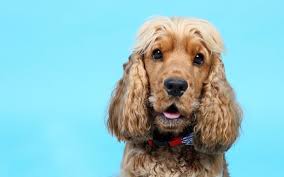 Image result for americký kokršpaněl