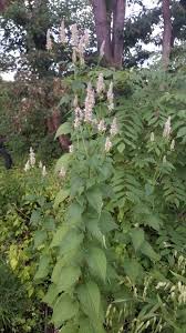 Image result for Cryptolepis hypoglauca