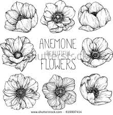 Anemone Flowers Drawing Illustration Vector And Clip Art Flower Drawing Drawing Illustrations Flower Sketches