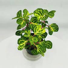 Image result for Iresine herbstii