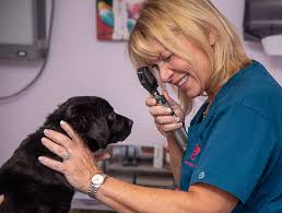 Clearview pet care centre has been serving the pet care needs of residents throughout the omaha metropolitan area since 1961. Clearwater Dog Veterinarian Dog Vet