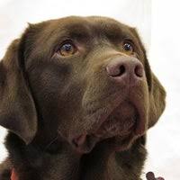 Your special friend will feel at home with groomers who have a deep love for dogs. For Pet S Sake Grooming 1 Tip From 2 Visitors
