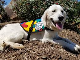 Apply for a service dog. Service Dogs By Warren Retrievers Delivers Autism Service Dog To Girl In Katy Tx Newswire