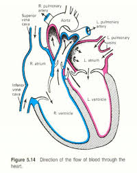 Bodytomy provides a labeled iliac artery diagram to help you understand the anatomy and function of the common iliac. Pencil Easy Simple Human Heart Drawing Novocom Top