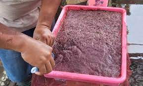Cara budidaya cacing sutra, pakan alami ikan. Budidaya Cacing Sutra Peluang Bisnis Menguntungkan Untuk Pemula Ringtimes Banyuwangi