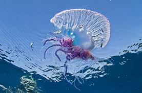 Portuguese man 'o war facts at a glance. Portuguese Man Of Wars Halt Long Point Chappy And South Beach Swimming The Martha S Vineyard Times