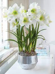 Christmas Gift White Amaryllis Trio Gardener S Supply Amaryllis Centerpiece Amaryllis Amaryllis Christmas