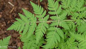 Image result for Eriospermum cecilii