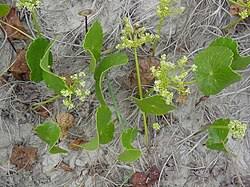 Image result for Hydrocotyle bonariensis