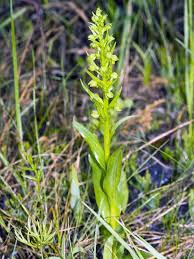 Image result for Ozoroa viridis