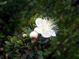 Pin On Plants Gardening