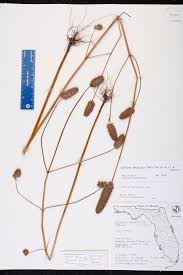 Image result for Cantinoa americana