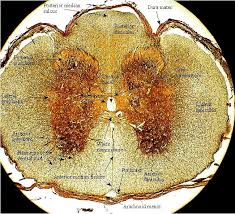 The spinal cord is part of the central nervous system (cns). Spinal Cord Slide Meninges Grey Matter White Matter Central Canal Cell Bodies Dendrites Glial Cells Myelinated Triune Brain Spinal Cord Anatomy Anatomy