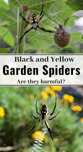 Big Black And Yellow Striped Spider Black And Yellow Garden Spiders Are They Harmful These Are Magnificent Insects Found In The Fall Season Learn Much About T Garden Spider Garden Pests Spider