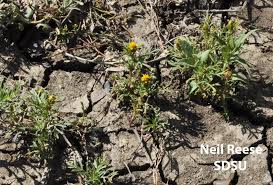 Image result for Dyssodia