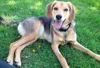 Available Dogs – A Forever Home Rescue Foundation