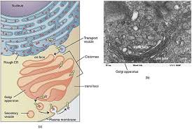 It resides at the intersection of the secretory, lysosomal, and endocytic pathways. Golgi Apparatus Definition Morphology Protein Transport And Processing