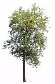 Robinia Pseudoacacia Ii Landscape Model Landscape Elements Garden Illustration