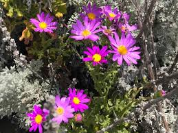 Image result for Senecio latifolius