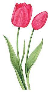 Pin On Flowers