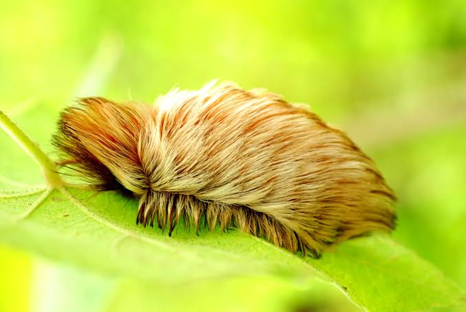 Move Over Murder Hornets. Venomous 'Puss Caterpillars' Are Taking Over.