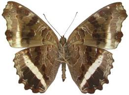 Image result for Tragiella natalensis