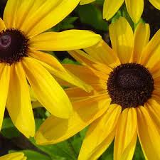 Browse flowers prices, photos and 9 reviews, with a rating of 5.0 out of 5. Black Eyed Susans Photograph By Suzanne Gaff